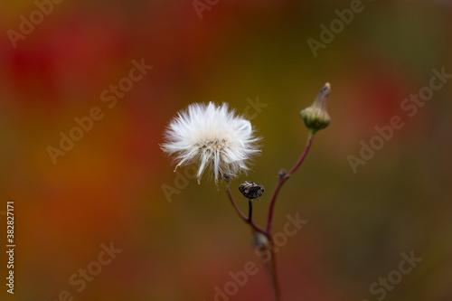 Selective focus closeup of coltsfoot seed head seen during a Fall day against a soft focus coloured background, Quebec City, Quebec, Canada photo