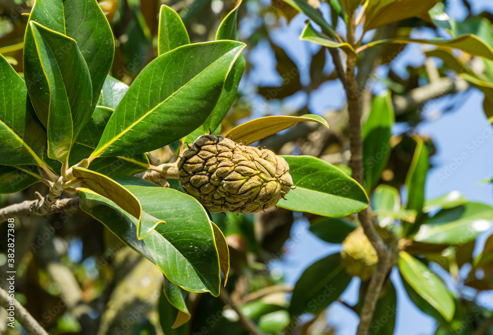 Fototapeta premium Fruits or cones of Evergreen Southern Magnolia (Magnolia Grandiflora) with green leaves in city park Krasnodar. Public landscape 'Galitsky park' for relaxation and walking in sunny autumn 2020