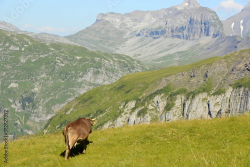 Almsommer in der Schweiz. Kühe und Kälber auf der Almweide photo