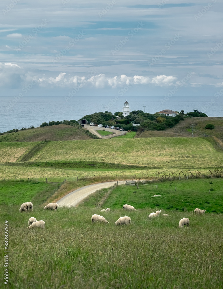 Grazing sheep in front of Katiki Point Lighthouse in New Zealand’s South Island.