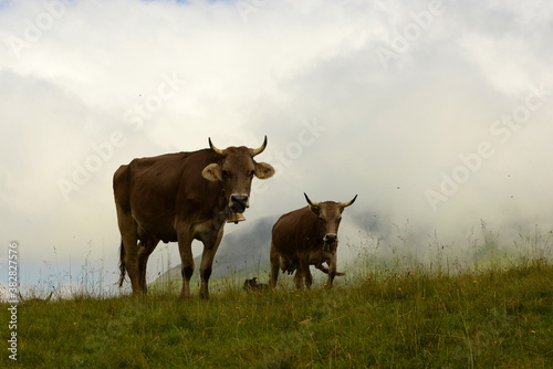 Fototapeta Naklejka Na Ścianę i Meble -  Almsommer in der Schweiz. Kühe und Kälber auf der Almweide