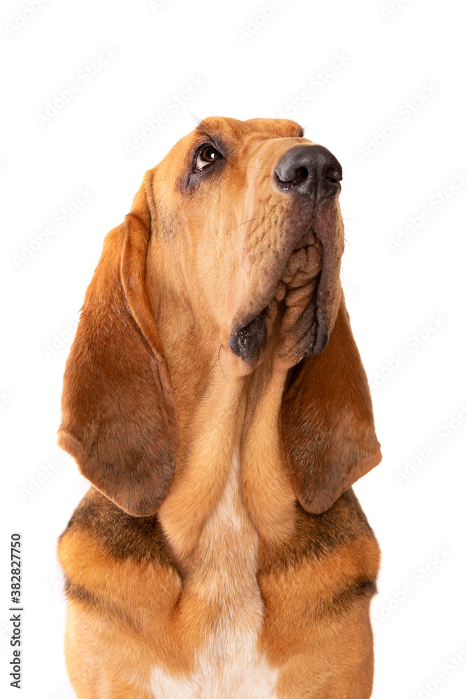 bloodhound in front of white