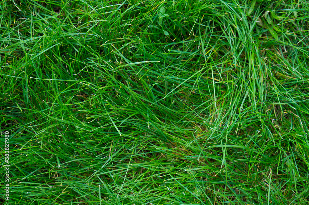 Green lawn grass texture. Green grass Green lawn grass texture. Green grass