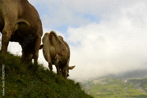 Almsommer in der Schweiz. Kühe und Kälber auf der Almweide photo