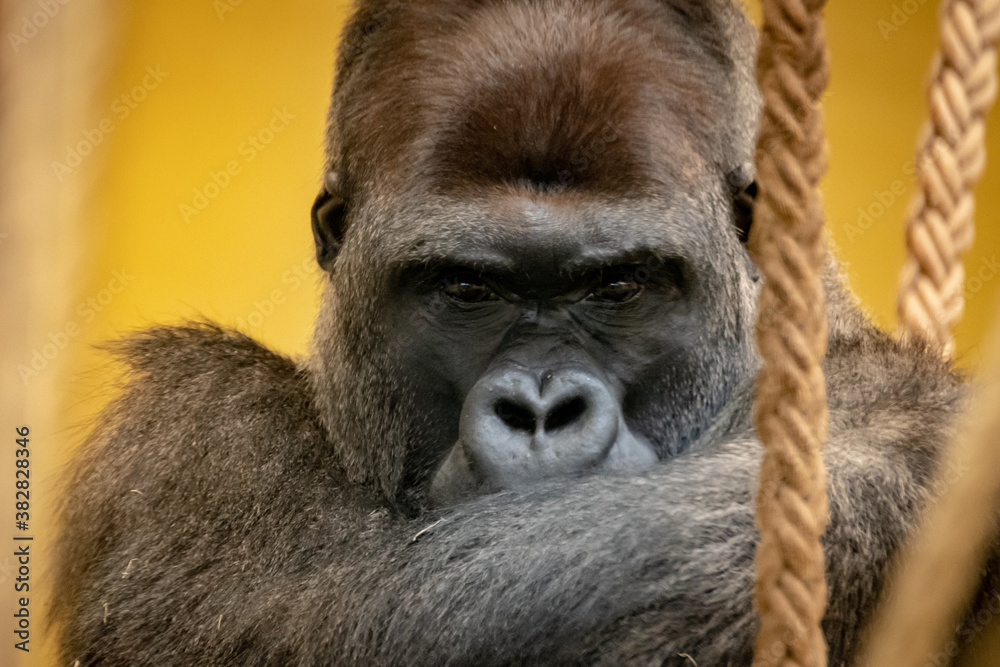 Obraz premium Gorilla im Zoo III