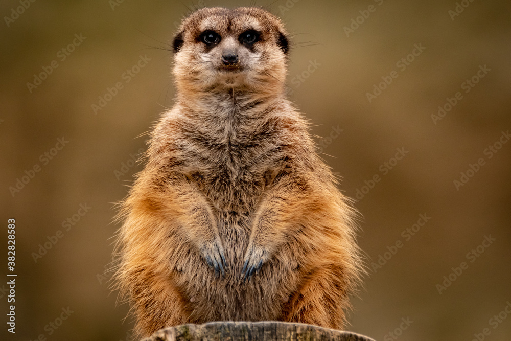 Erdmännchen im Zoo V Erdmännchen im Zoo V