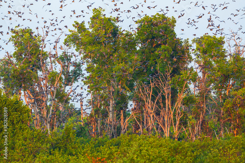 Fototapeta Naklejka Na Ścianę i Meble -  Straw-coloured fruit bat (Eidolon helvum), Bat migration, Kasanka National Park, Serenje, Zambia, Africa