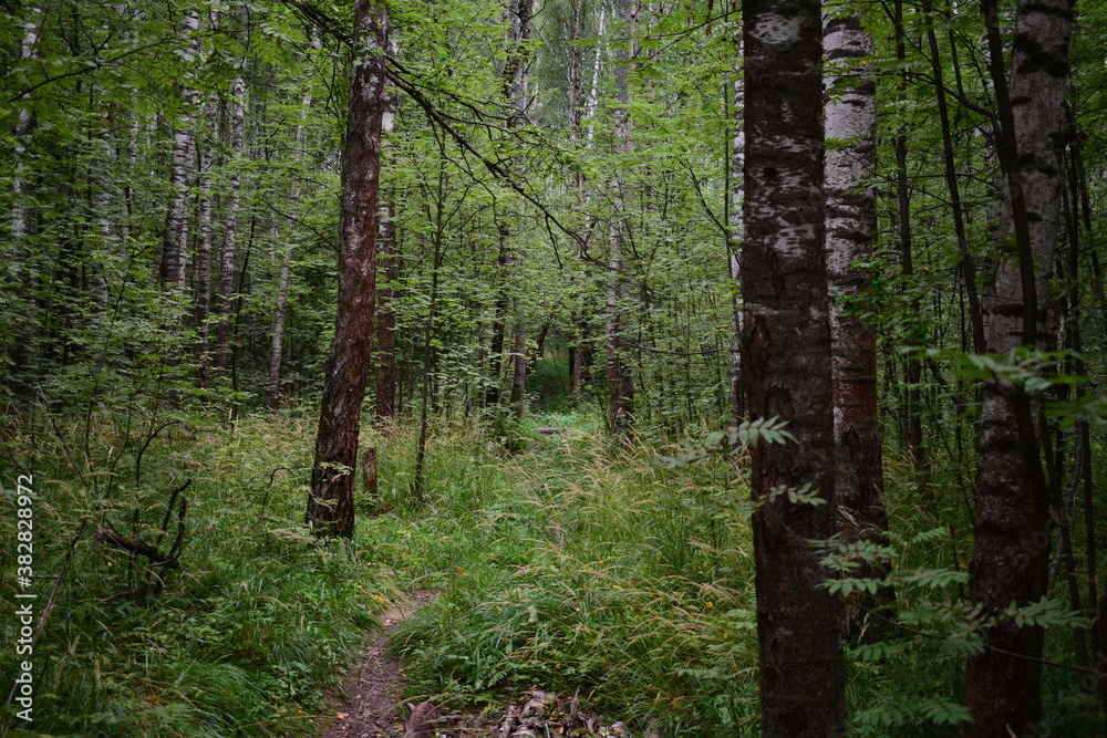 Obraz premium trees in the woods