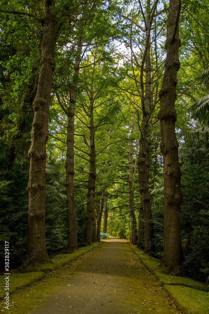 Fototapeta premium Walk on the Azores archipelago. Discovery of the island of Sao Miguel, Azores. Furnas