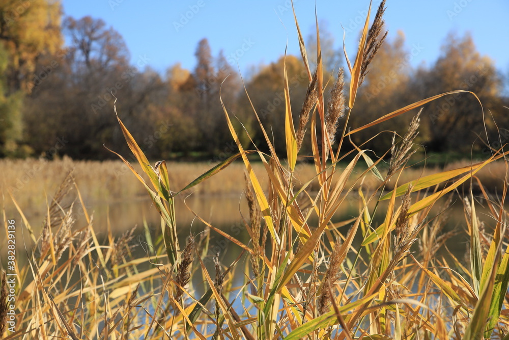 Fototapeta premium reeds in the wind