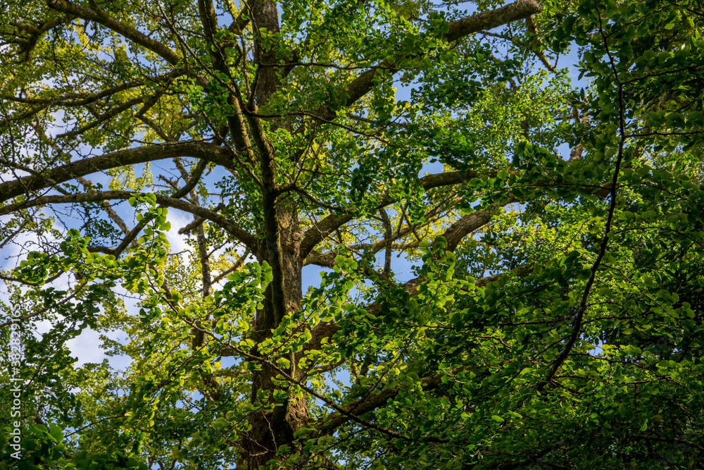 Fototapeta premium Walk on the Azores archipelago. Discovery of the island of Sao Miguel, Azores. Furnas