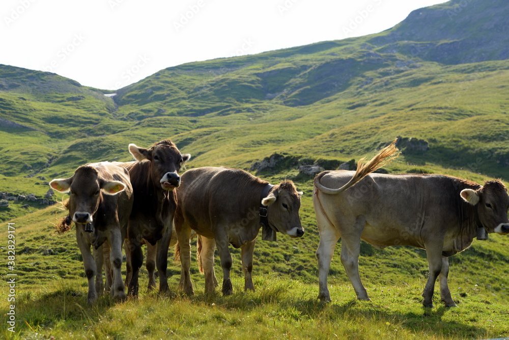 Almsommer in der Schweiz. Kühe und Kälber auf der Almweide