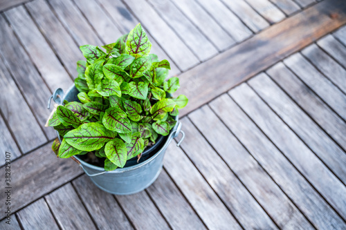 sorrel grows in a metal pot and stands on a rustic wooden table