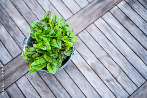 sorrel grows in a metal pot and stands on a rustic wooden table