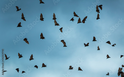 Straw-coloured fruit bat (Eidolon helvum), Bat migration, Kasanka National Park, Serenje, Zambia, Africa photo