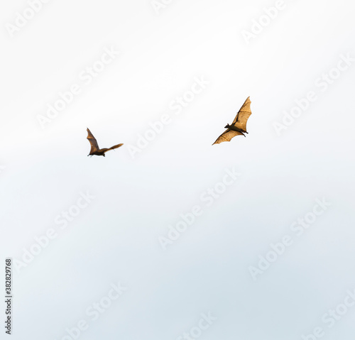 Straw-coloured fruit bat (Eidolon helvum), Bat migration, Kasanka National Park, Serenje, Zambia, Africa