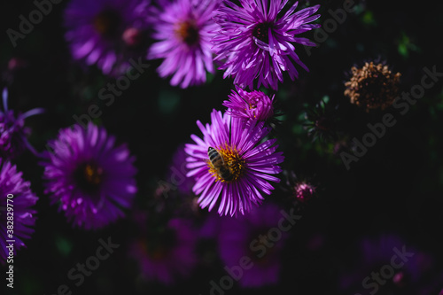 lila Blüten mit einer Biene im freien, Sommer, Natur