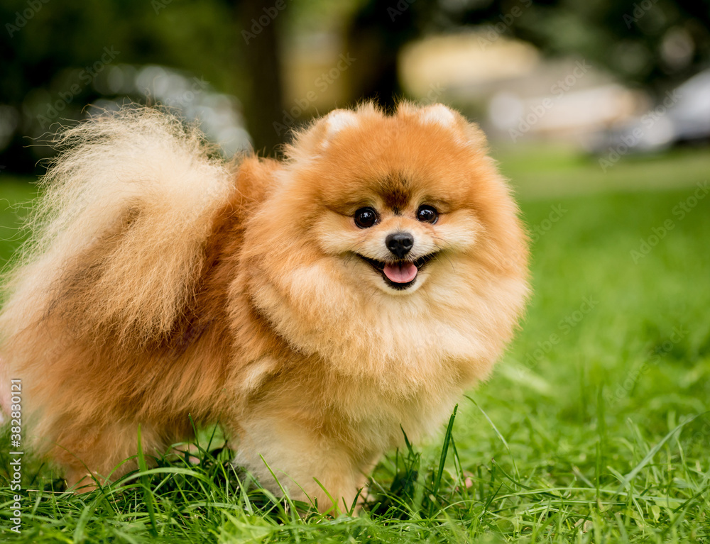 Portrait of cute pomeranian dog at the park. Portrait of cute pomeranian dog at the park.