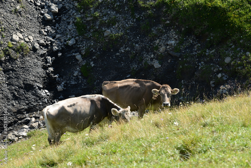 Almsommer in der Schweiz. Kühe und Kälber auf der Almweide