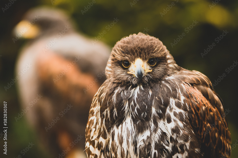 Fototapeta premium Junger Greifvogel