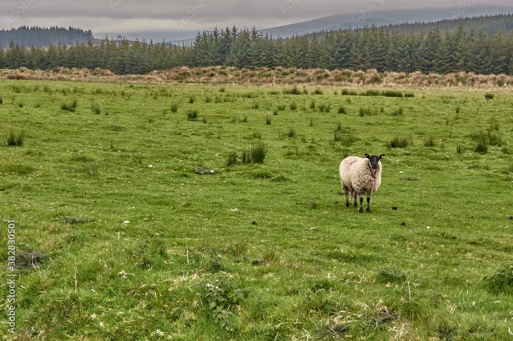 Fototapeta premium Lonely sheep on a green meadow in Ireland. Irish landscape with a sheep on a green meadow.