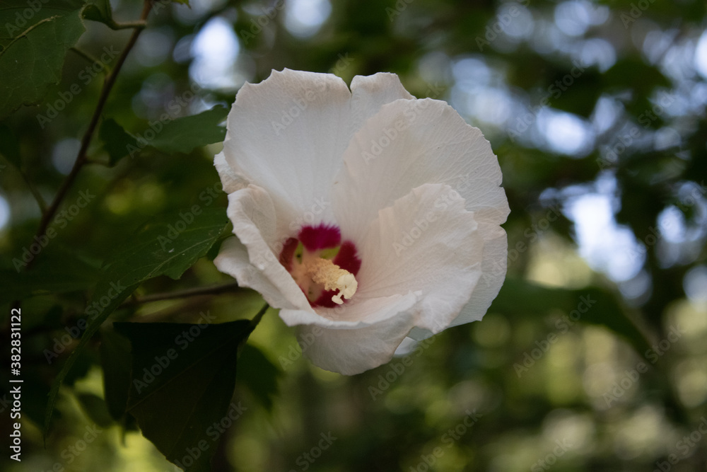Obraz premium Hibiscus