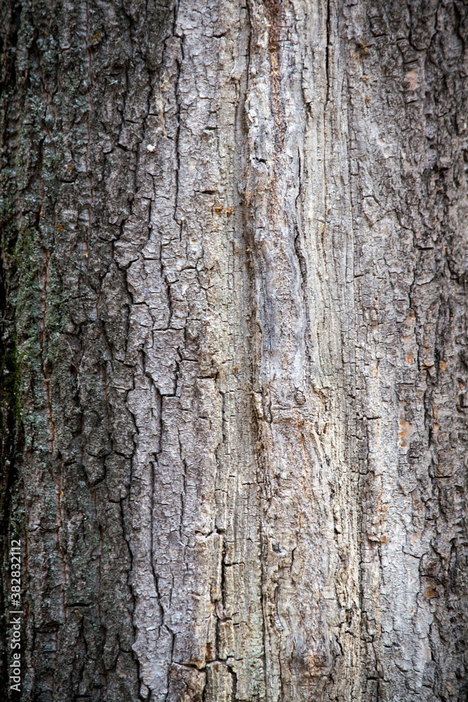 Tree bark texture. Background for design and presentations. Tree bark texture. Background for design and presentations.