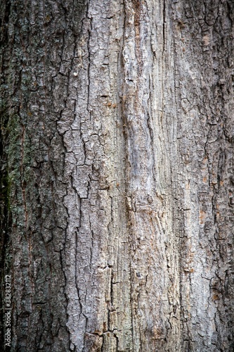 Tree bark texture. Background for design and presentations.