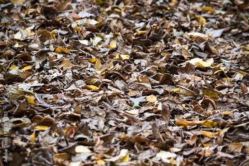 Yellow autumn leaves. Background for design and presentations.