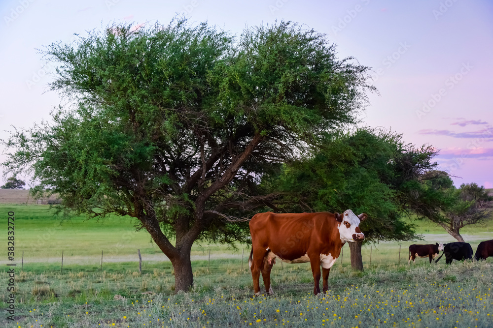 Cattle in pampas countryside, La Pampa Province , Argentina. Cattle in pampas countryside, La Pampa Province , Argentina.