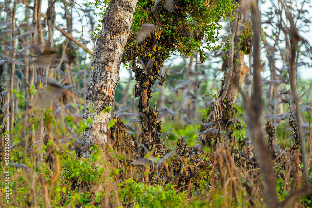 Naklejka premium Straw-coloured fruit bat (Eidolon helvum), Bat migration, Kasanka National Park, Serenje, Zambia, Africa