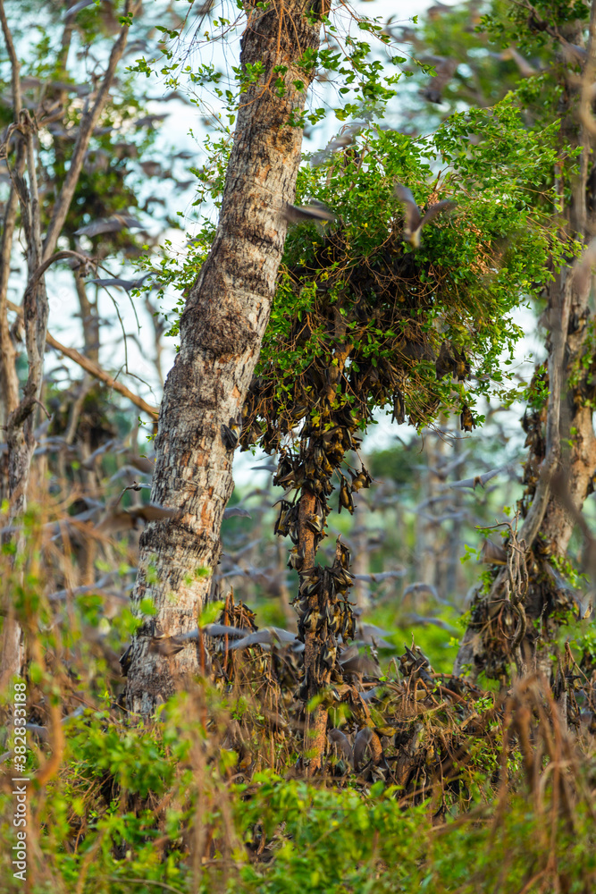 Straw-coloured fruit bat (Eidolon helvum), Bat migration, Kasanka National Park, Serenje, Zambia, Africa Straw-coloured fruit bat (Eidolon helvum), Bat migration, Kasanka National Park, Serenje, Zambia, Africa