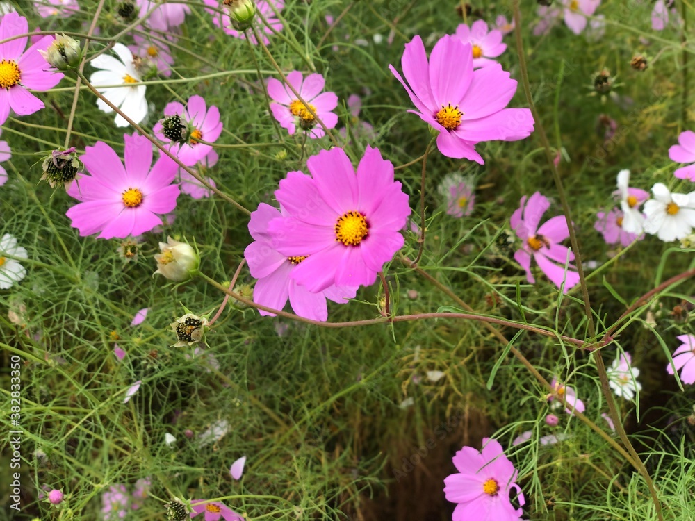flowers in the grass