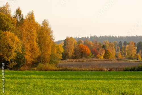 Autumn foliage during sunset