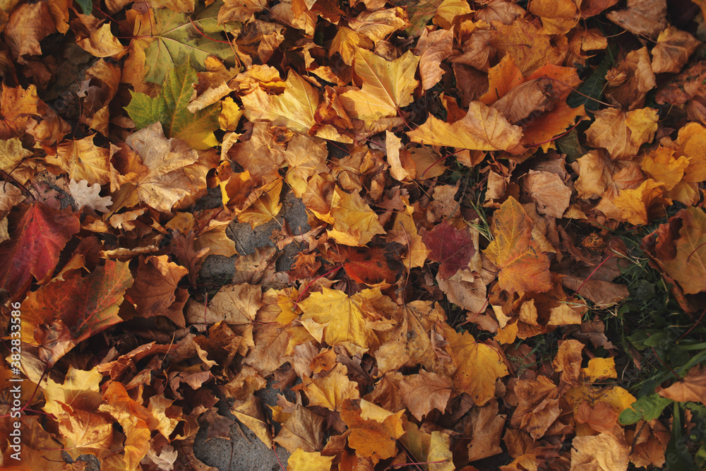 Dry autumn leaves of yellow, red, brown flowers lie on the ground. Bright yellow leaves among the dry maple leaves. The view from the top Dry autumn leaves of yellow, red, brown flowers lie on the ground. Bright yellow leaves among the dry maple leaves. The view from the top