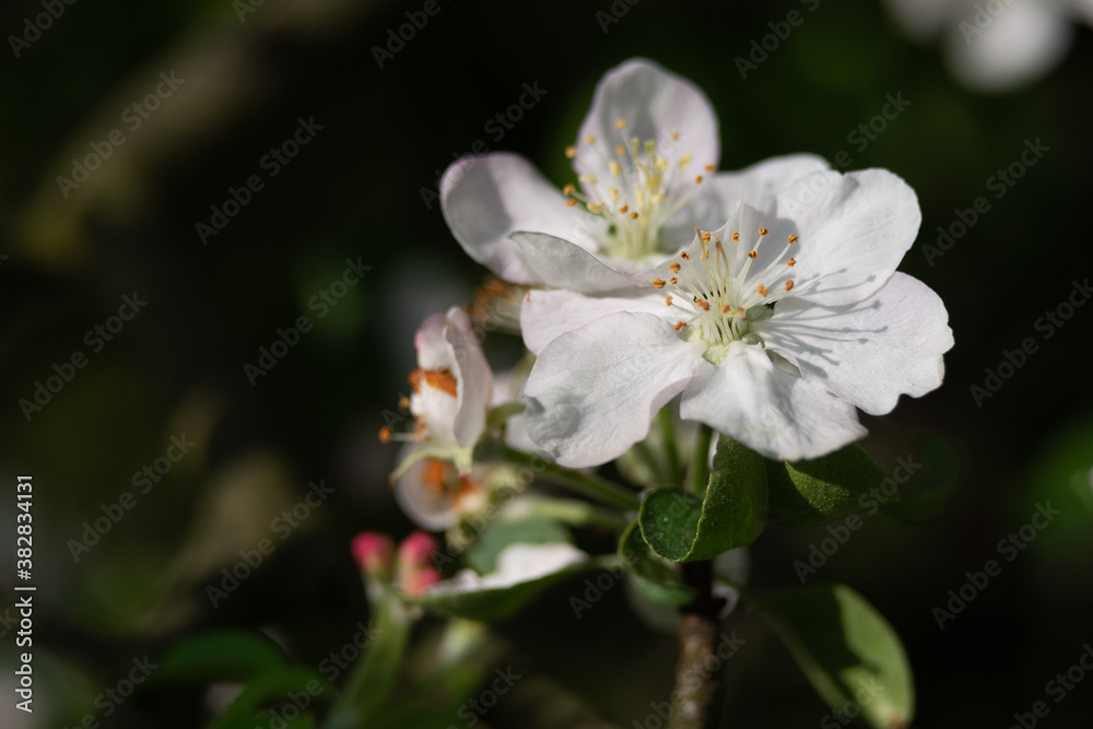 Apple tree blossom Apple tree blossom