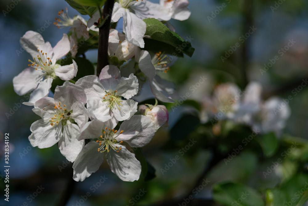 Obraz premium Apple tree blossom