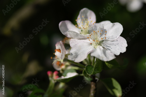 Apple tree blossom