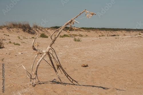 Dryed tree branch on sandy beach in sunny summer day