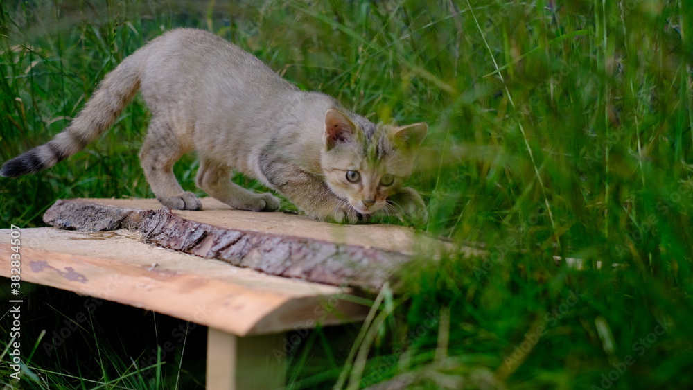 Obraz premium Wildkatzenjunges, kleine Wildkatze