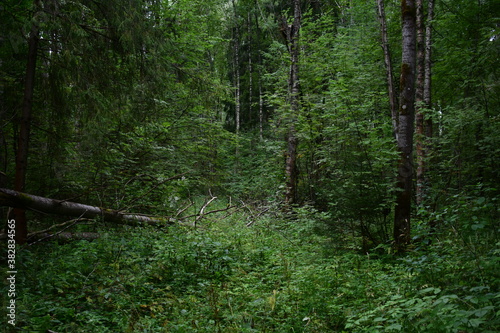 forest in spring