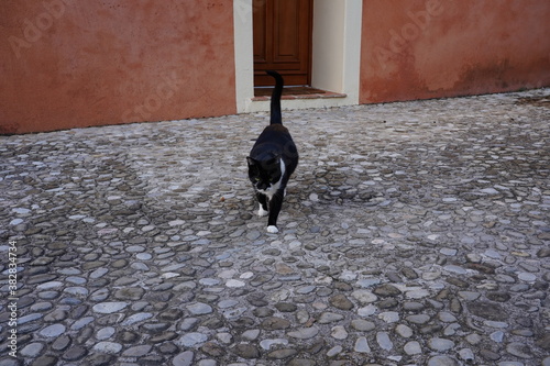 black and white cat going photo