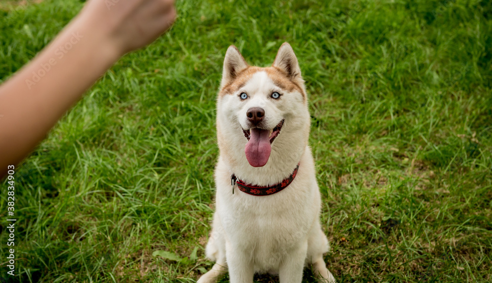 Owner trains the husky dog at the park. Owner trains the husky dog at the park.