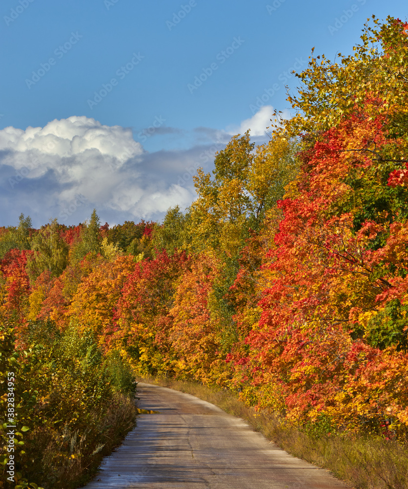 autumn forest with road and trees of bright colors