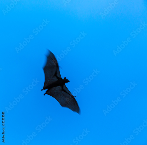 Straw-coloured fruit bat (Eidolon helvum), Bat migration, Kasanka National Park, Serenje, Zambia, Africa
