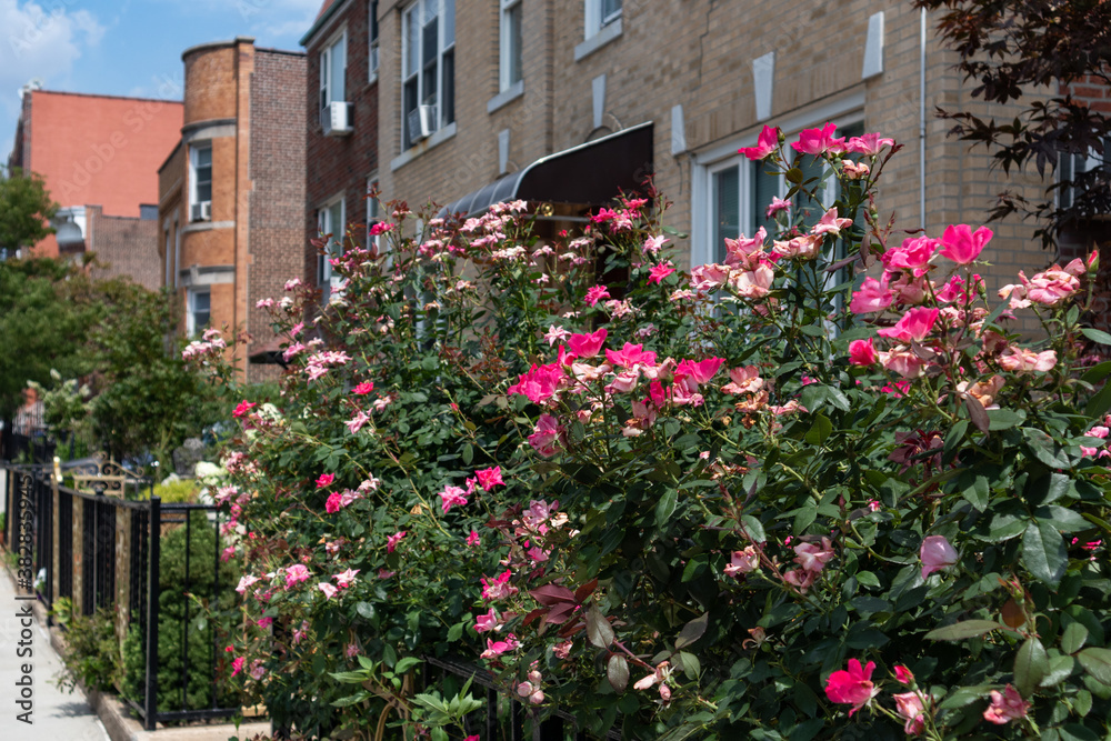 Beautiful Pink Rose Bush in a Garden with a Row of Old Brick Homes in Astoria Queens New York