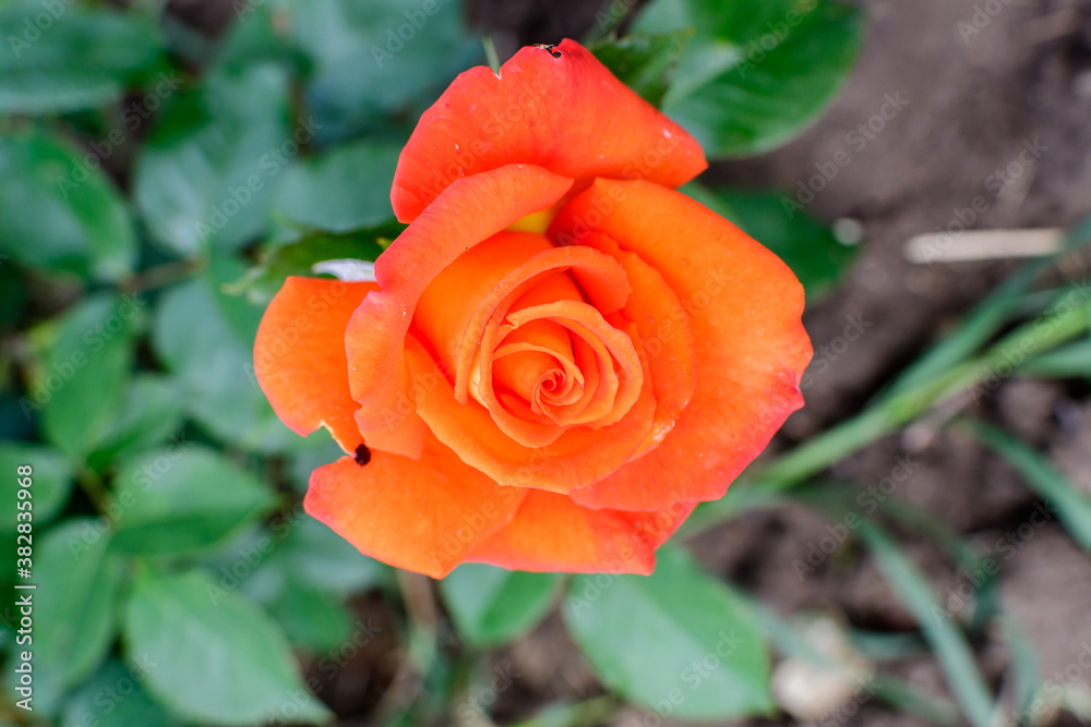 Close up of one delicate vivid orange rose in full bloom and green leaves in a garden in a sunny summer day, beautiful outdoor floral background photographed with soft focus. Close up of one delicate vivid orange rose in full bloom and green leaves in a garden in a sunny summer day, beautiful outdoor floral background photographed with soft focus.