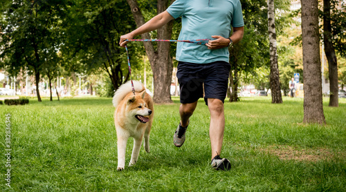 Owner play with cute akita inu dog at the park.