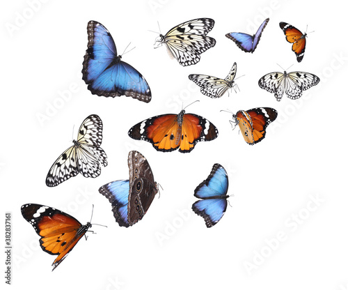 Obraz na plátne Amazing plain tiger, common morpho and rice paper butterflies flying on white ba