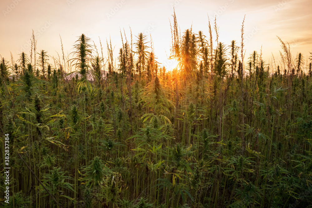 Cannabis plants on field. Industrial Hemp farm. Medical marijuana. Cannabis plants on field. Industrial Hemp farm. Medical marijuana.